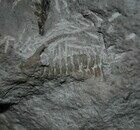 Boedaspis-trilobite1